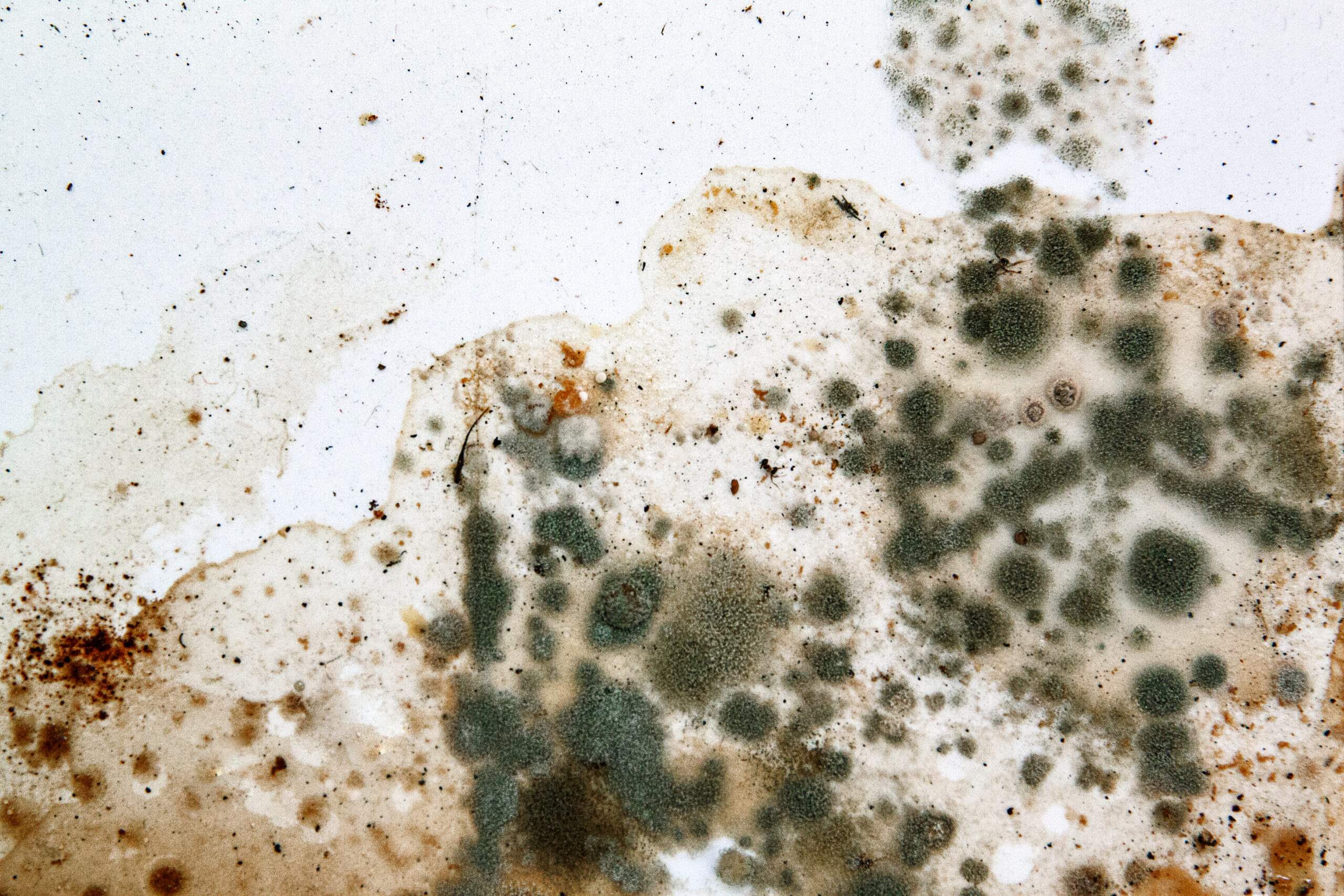 mold in moving and storage